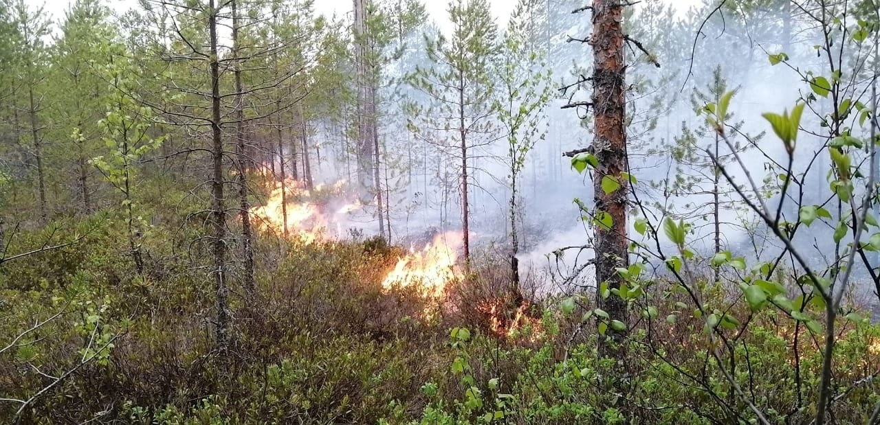 В Вологодской области в конце апреля начнётся пожароопасный сезон.